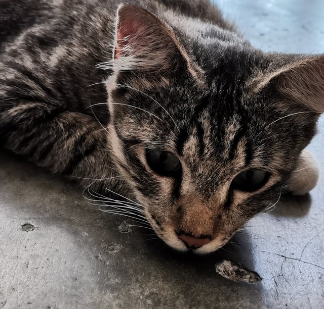 Foxy - Domestic Long Hair Cat