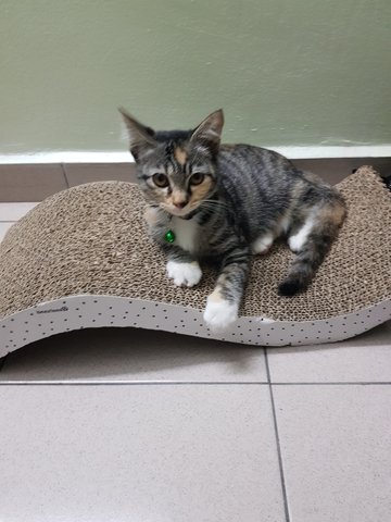 Abby - Domestic Short Hair + Dilute Calico Cat