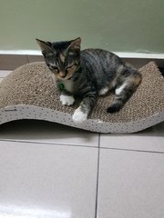 Abby - Domestic Short Hair + Dilute Calico Cat