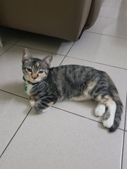 Abby - Domestic Short Hair + Dilute Calico Cat