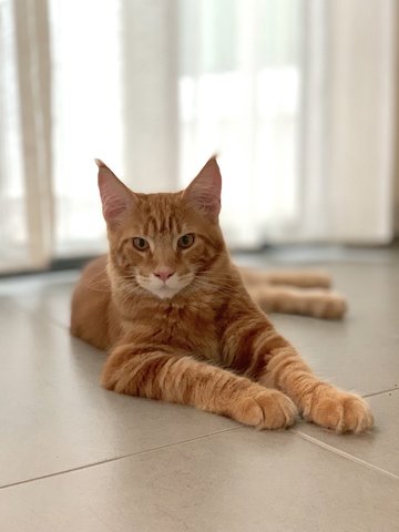 Red - Maine Coon Cat