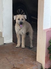 Shaggy C - Wheaten Terrier Dog