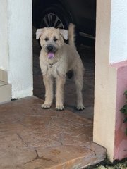 Shaggy C - Wheaten Terrier Dog