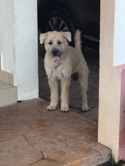 Shaggy C - Wheaten Terrier Dog