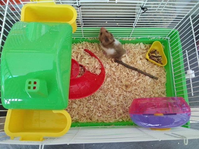 Pp - Syrian / Golden Hamster Hamster