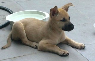 Fuyu - Mixed Breed Dog