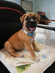 July Puppies - Black Mouth Cur Mix Dog