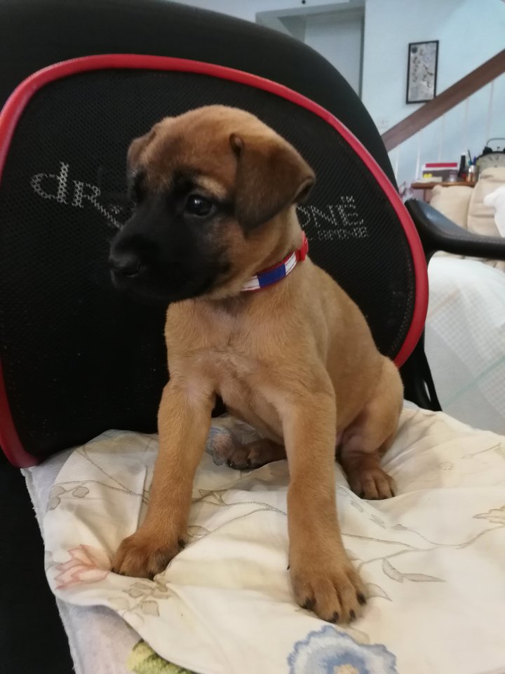 Black Mouth Cur Mix Puppies Adopted - 1 Month, July Puppies from