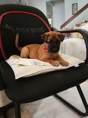 July Puppies - Black Mouth Cur Mix Dog