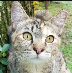 Mei Li @ &quot;Beautiful Girl&quot; - Calico + Tabby Cat