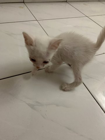 Snowy  - Domestic Short Hair Cat