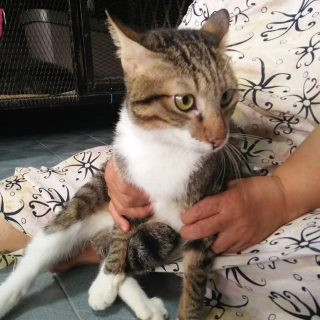 Atan - Domestic Short Hair Cat