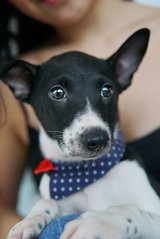 Puppies For Adoption! - Mixed Breed Dog