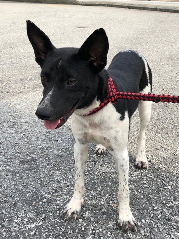 Tucker - Fox Terrier Mix Dog