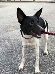 Tucker - Fox Terrier Mix Dog