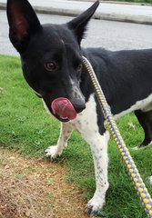 Tucker - Fox Terrier Mix Dog