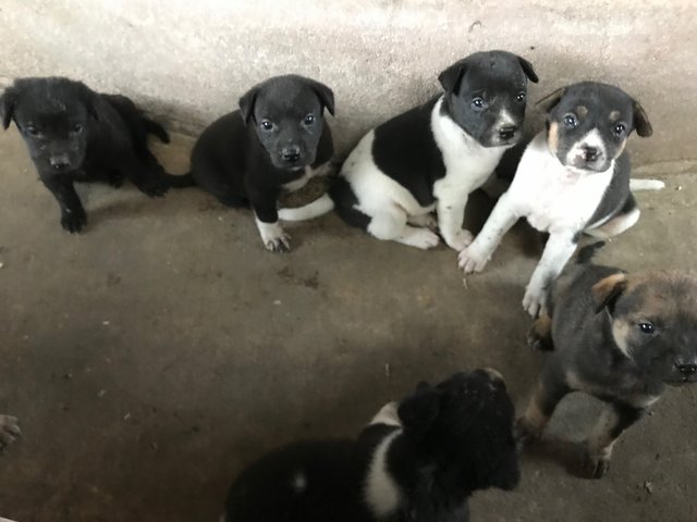 Mixed Breed Puppies For Adoption - 3 Years 9 Months, Cute Pups Need A ...