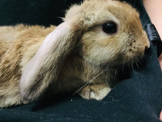 Holland Lop + New Zealand Bunny Adopted - 1 Year 4 Months, Toro Ii from