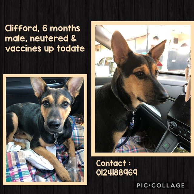 Clifford - Mixed Breed Dog