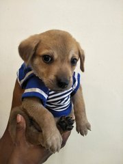 Tobiaz - Mixed Breed Dog