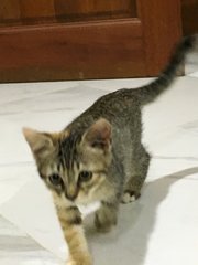 Aty - Domestic Short Hair Cat