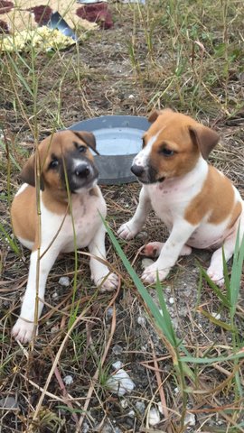 Puppies For Adoption - Mixed Breed Dog