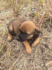 Puppies For Adoption - Mixed Breed Dog