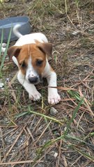 Puppies For Adoption - Mixed Breed Dog