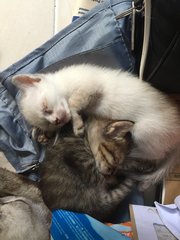2 Fluffy Singapura Kittens - Singapura + Domestic Medium Hair Cat