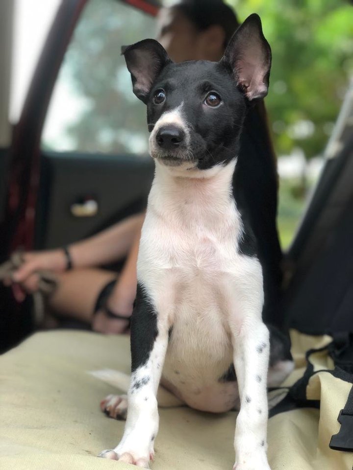 Fox Terrier Mix Puppy Adopted - 3 Years 11 Months, Akita from Puchong