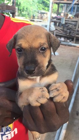 Pompom - Mixed Breed Dog