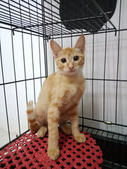 2 Orange Kittens - Domestic Short Hair Cat