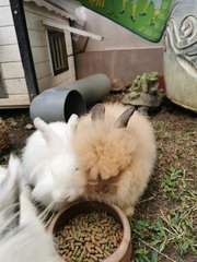 Snowy - Angora Rabbit Rabbit