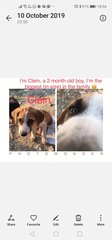 Clein - Mixed Breed Dog