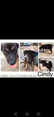 Cindy - Mixed Breed Dog