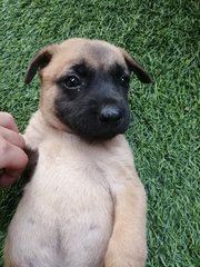 Puppy For Adoption  - Mixed Breed Dog