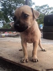 Small Size Mix Breed Puppies - Mixed Breed Dog