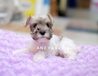 Quality Parti Color Mini Schnauzer Puppy - Schnauzer Dog