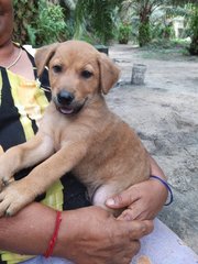 B Boy - Mixed Breed Dog