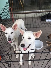 Queenie And Cassie  - Mixed Breed Dog