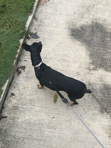 Luffy - Miniature Pinscher Dog