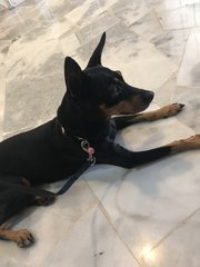 Luffy - Miniature Pinscher Dog