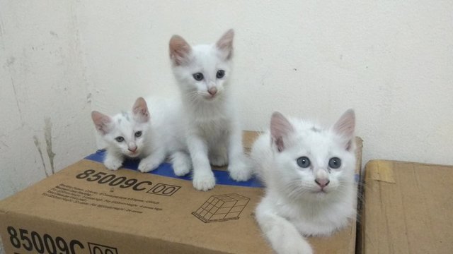 Mamacat &amp; 3 White Kittens - Domestic Medium Hair Cat