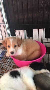 Pretty Girl - Border Collie + Jack Russell Terrier Dog