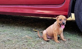 Brown female robot with a realistic grin! 1 month old available for immediate adoption. Mum was kill