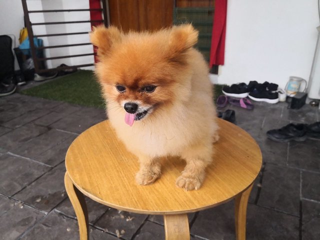 Pomeranian Dog Adopted - 7 Years, Puffy from Klang, Selangor - PetFinder.my