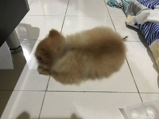 Puffy - Pomeranian Dog