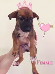 All I Want For Christmas- A Forever Home - Mixed Breed Dog