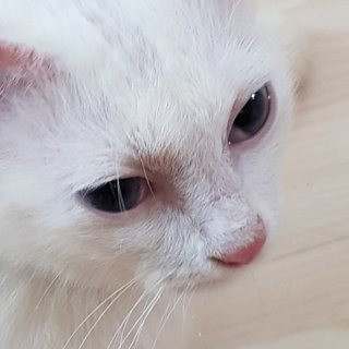 Snow The Deaf Darling - Domestic Medium Hair + Persian Cat