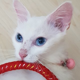 Snow The Deaf Darling - Domestic Medium Hair + Persian Cat